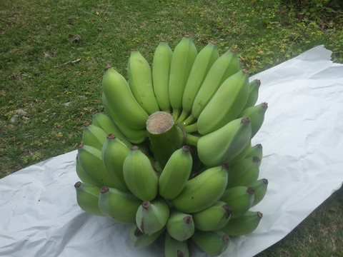 もちもち食感！！西表もちっこバナナ3ｋｇ