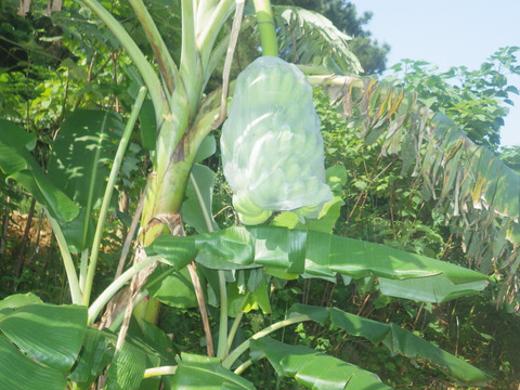 もちもち食感！！西表もちっこバナナ3ｋｇ