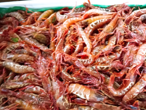 山形県庄内沖　ガサエビ　２５０ｇ×２