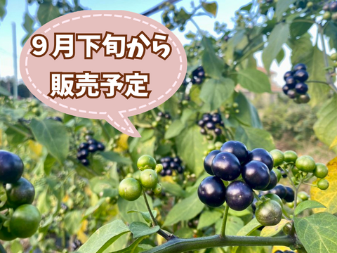 今期最終【自然栽培🍀ガーデンハックルベリー1.5kg】ジャムに（レシピ付き・必ず加熱調理してください）