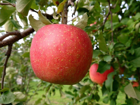 【2023年産予約！数量限定！】ぐんま名月＆サンふじ 食べ比べセット 訳あり 約2.5kg　7-14玉 11月中旬発送開始予定 #YA1CB025