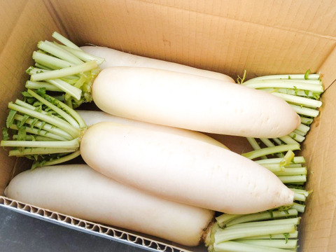 甘みと香りが立つ、島原の秋採れだいこん 5本【冬ギフト】