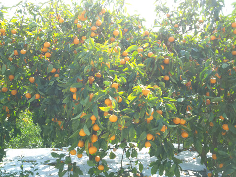 お試し極早生みかん【上野早生】1k