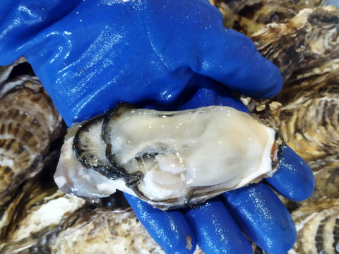 新物　バラ牡蠣　 生食可　10kg （70個から90個くらい）