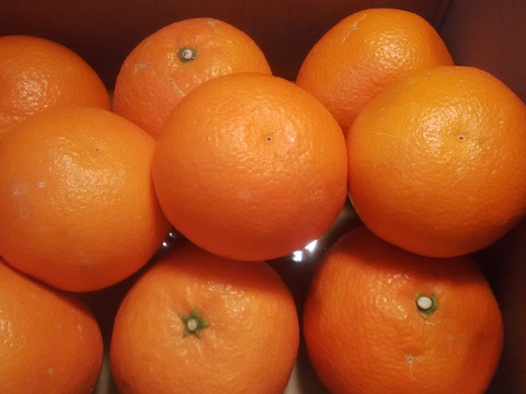 伊予柑　１．５ｋｇ