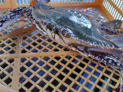 蟹祭り 大幅値下げセール中 内子入って来ました 要説明確認 ワタリガニ メス 渡り蟹 ガザミ 梭子蟹 ケジャンにも 活発送 中サイズ４ｋｇで16 杯くらいです 宮城県産 宮城県産 食べチョク 農家 漁師の産直ネット通販 旬の食材を生産者直送