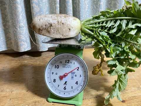 12月から販売予定【自然栽培🍀固定種】加賀伝統野菜打木源助大根・約1〜2kg・味しみ抜群！サラダ・おでんなど用途が広い