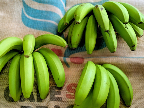 沖縄からの贈り物　台湾系島バナナ1㎏【農薬・除草剤・化学肥料不使用】