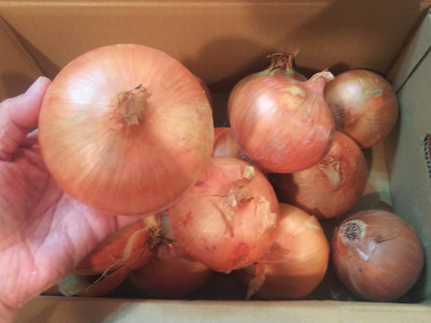 少し訳あり「あま〜くて」美味しい淡路島玉ねぎ　5kg