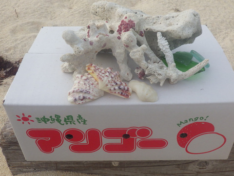果汁たっぷり！今帰仁産マンゴー（ご家庭用・2kg）：沖縄県産の