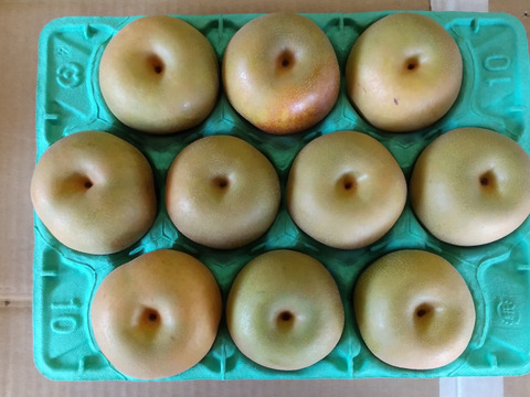 【贈答用にも◎】幸水 3kg 2Lサイズ(10玉入)