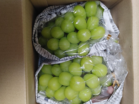 すぐ出荷】秋の味覚といったら！朝採れ直送シャインマスカット（約600g