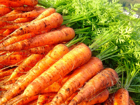 【有機JAS認証】採れたて人参3kg、みずみずしい！味が濃い！甘みも十分！