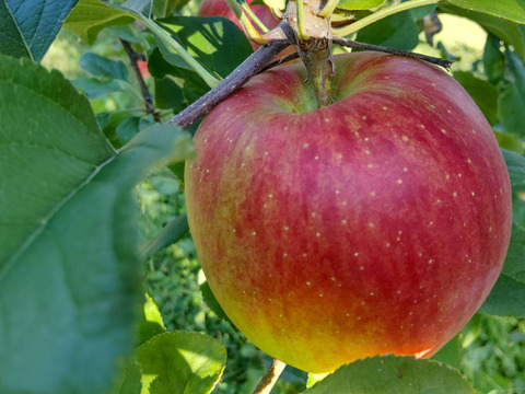 甘みが強い！「シナノスイート」（自家用）3㎏