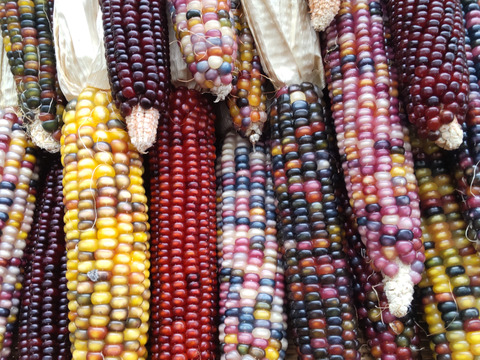 虹色に輝く宝石トウモロコシ「グラスジェムコーン（Glass Gem Corn）」6本　2025年産
観賞用です
クラフト、インテリア、リース、クラフト、撮影小物などさまざまな用途で人気があります