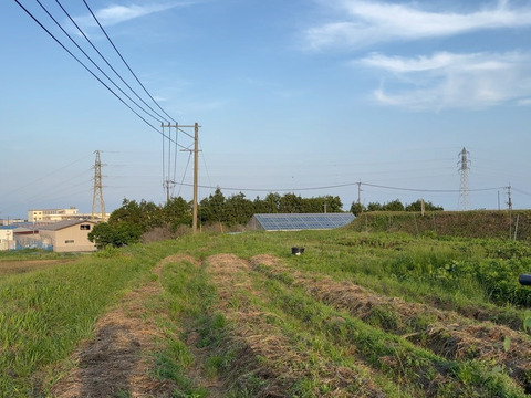 訳あり特価
2024後半の採取のホーリーバジルティー15g
（※別府温泉仕様は2025年分より）