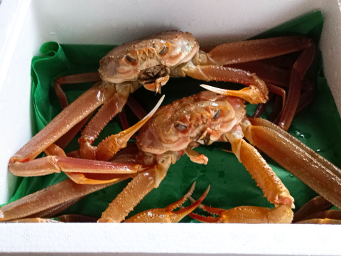 鼠ヶ関港の漁師直送！旬のズワイガニ６杯