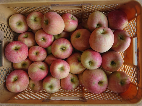 10月頭発送予定！早生ふじ　弘前ふじ箱込10.5キロバラ詰　家庭用訳ありですが美味い！　農薬削減栽培で安心安全