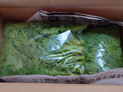 新鮮、風味豊かな春菊＜約1kg＞