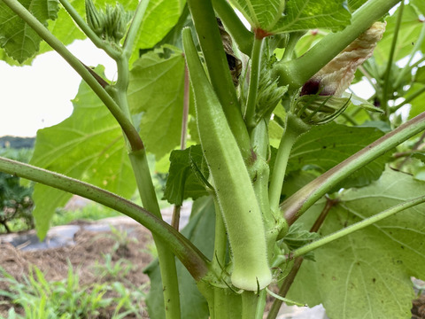 【自然栽培🍀自家採種】サラダ（生）で食べて欲しい赤オクラ10本・丸オクラ10本・ダビデの星5本セット