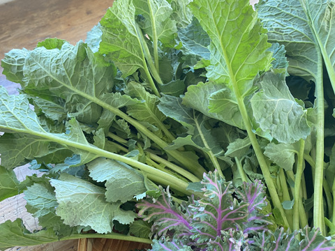 【自然栽培🍀60サイズ】春を感じる🌸採れたて！旬菜セット