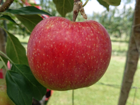 夏りんごの主役！「しなのリップ約3kg」長野県オリジナル品種。バランスのとれたりんごです。（写真は8/7現在です）お届け後冷蔵庫にて