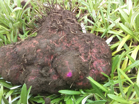 【農薬不使用】紫山芋３キロ