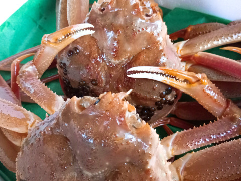 鼠ヶ関港の漁師直送！旬のズワイガニ６杯