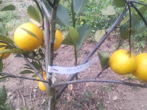 そのまま食べる事が出来る希少レモン　２キロ(約20個入）レモネードレモン