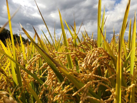 令和６年産　【白米】ツヤツヤもちもち  北海道ゆめぴりか　10kg（5kg×2）