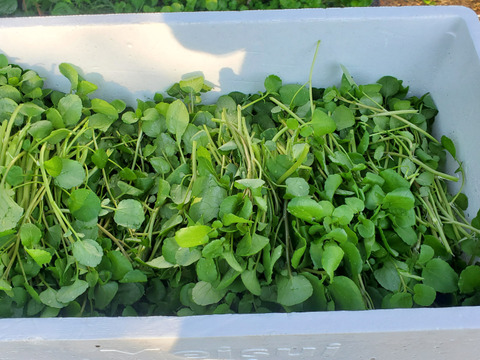 【500g】兵庫県但馬産　ごちそうクレソン