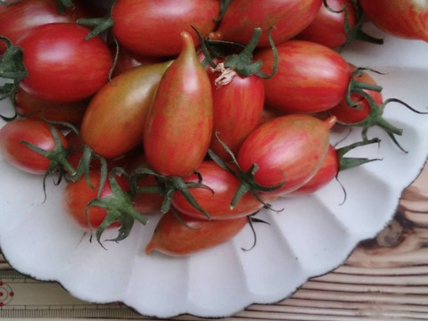 《本日終了！》完熟カラフルトマト 約1.3kg【食べ比べ】【厳選10種以上】