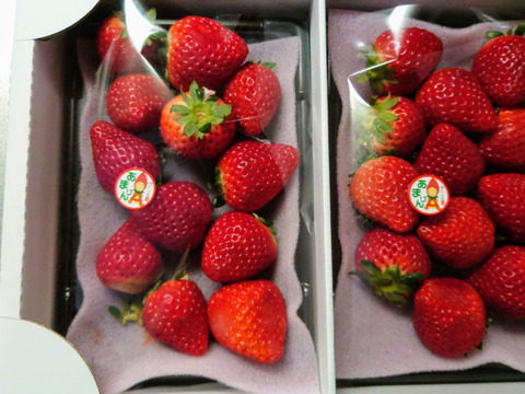 【希少あまりん】２パック(500g) 朝採れ🍓