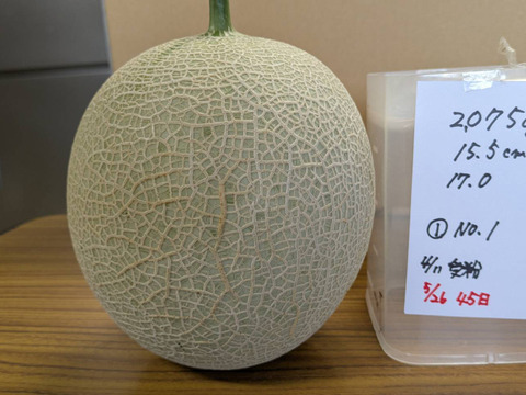 【今年もきました！大好評！】いつでも甘くておいしい大玉最高級メロン！「大利根ロマン シルバーランク！」