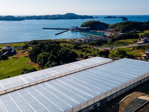 【リピート率97％！】離島育ちの甘いミディトマト『あま壱岐』1kg　アイメック農法と豊かな自然で育まれた自慢のトマトをぜひお試しください！地元スーパーの大人気商品です