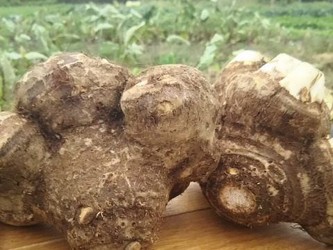 八つ頭いもつき🍠🍠🌅✨✨【数量限定】子供に食べさせたい野菜（５品目～７品目）😋🥬ばぁばのものすごい野菜🥕✨✨✨