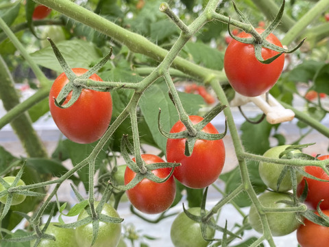 【次回、R4年7月から販売予定】久万高原の濃厚トマト２種セット！食べ比べ！　トマトベリー500グラム&アイコトマト500グラム