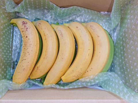 【特別セット：農薬・化学肥料】国産バナナ!1.1kg+安納芋400g 【栽培期間中不使用】