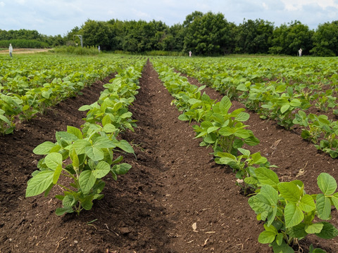 有機青大豆 「合わせ買い（同梱）用」大袖の舞 900g  北海道十勝 “豆のまち”本別町 2025年産　オーガニック