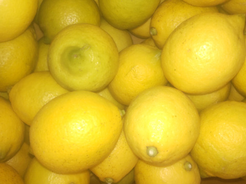 広島県産レモン、防腐剤、ワックス不使用　皮ごと使用できる 訳あり品  5ｋｇ(約50個)