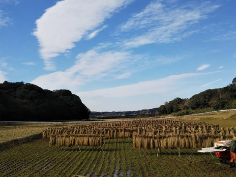 昭和のリバイバル玄米3キロ肥料農薬不使用おだがけ+春は転換期‼野菜4種~