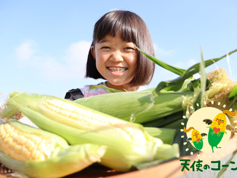 お得パック！！少し小さいけど沢山入った『天使のコーン』
(Ｍ〜Lサイズ14本入り）１本200～350ｇ