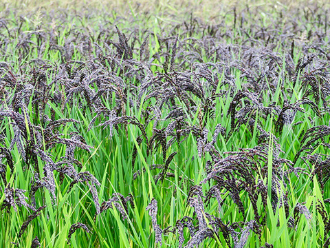 限定１０セット　古代米で作った紫宝餅９００ｇ　食物繊維、ポリフェノールが玄米より豊富！