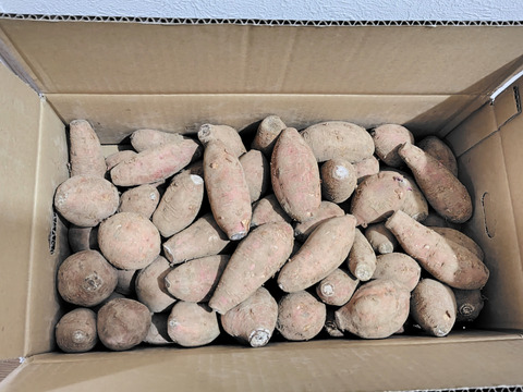 中園ファームの熟成安納芋（生芋）　S/2Sサイズ　５キロ