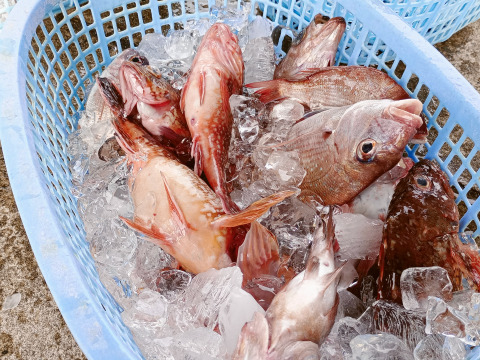 庄内沖直送・予約制 3kg 海鮮満喫ボックス  （予約制・即日発送・下処理オプション付）