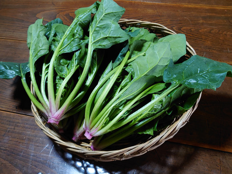 冬葉物野菜セット。肉厚ほうれん草５P＋大株小松菜５P（1パック200ℊ以上×10P）