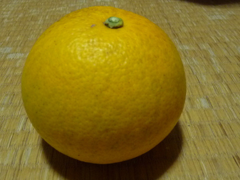 自然農はっさく・紅八朔混合(約1.8kg）小玉　因島の13年以上農薬肥料不使用の畑で栽培