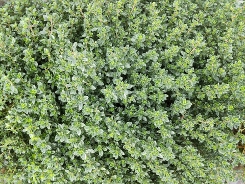 【数量限定アソート商品】大切な方への贈り物に！体と心に沁み渡る豊かな香りと味わい！ハーブティーアソート（農薬化学肥料不使用）リカバリー/リラックスブレンド、ハイビスカスローゼル華やぎ