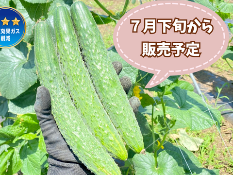 【自然栽培🍀在来種とげ太郎きゅうり1kg 10本前後】毎年種取りしています・昔ながらのきゅうりの味をお楽しみください