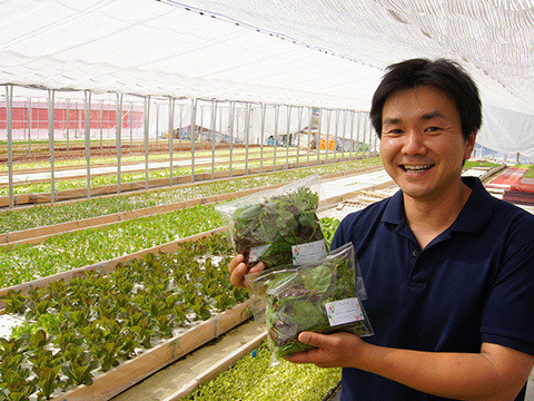 違いはわかります！G20サミット採用サラダ！10種のヨーロピアンリーフミックス【100gパック×7p】▲月・火・水・木着専用▲